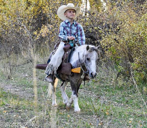 buckskin-companion-pony