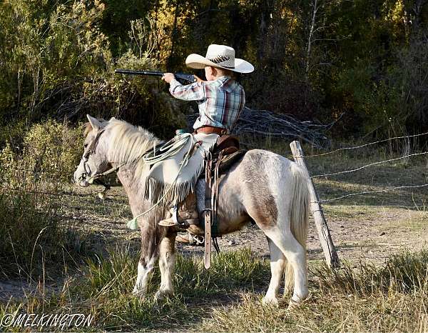 buckskin-driving-pony