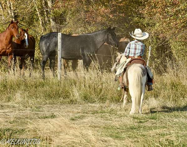 buckskin-kid-safe-pony