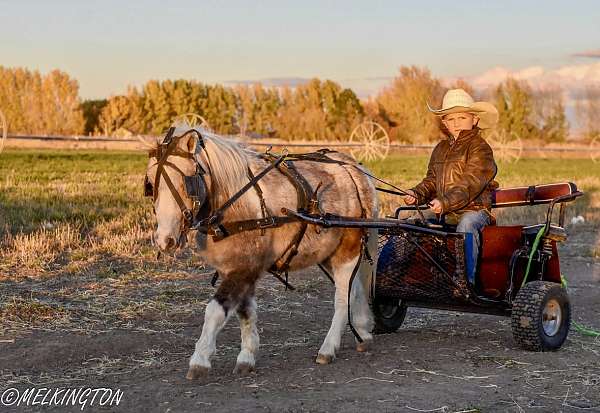 buckskin-parade-pony