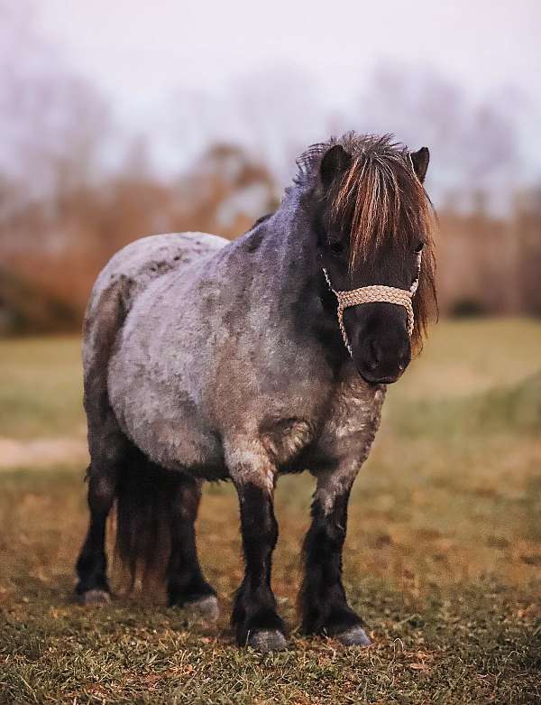 all-around-miniature-pony