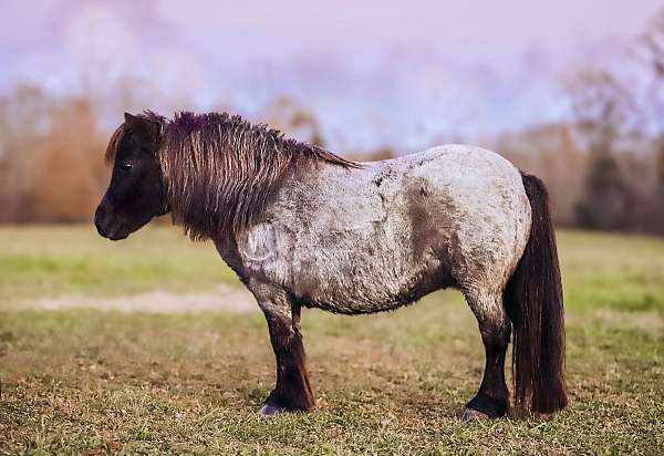 athletic-miniature-pony