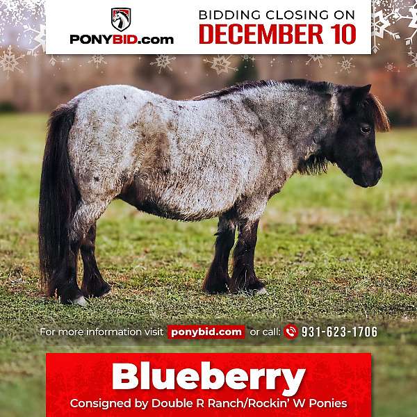 blue-roan-amha-pony