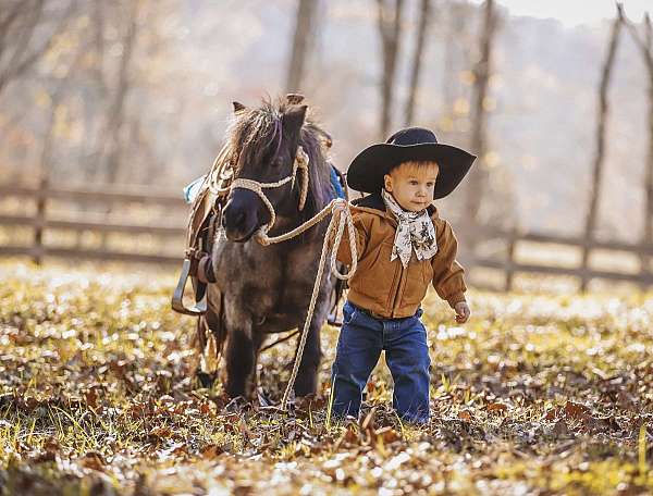 companion-miniature-pony