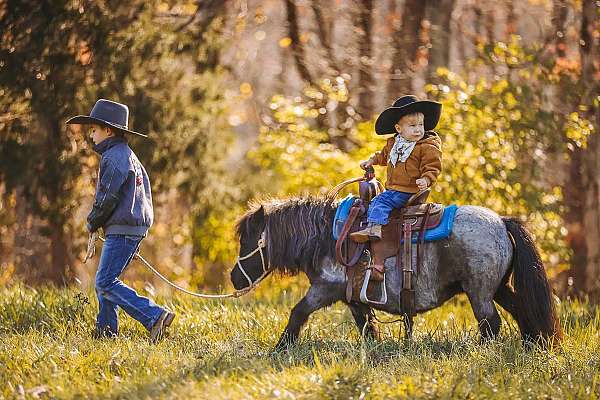 parade-miniature-pony