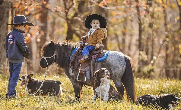 kid-safe-miniature-pony