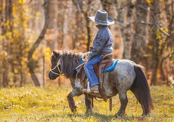 blue-roan-miniature-mare