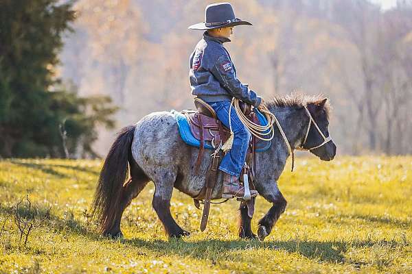 trail-riding-miniature-pony