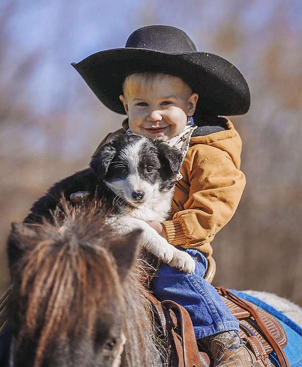 blue-roan-all-around-pony