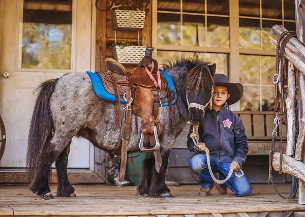 blue-roan-beginner-pony