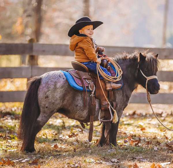 blue-roan-companion-pony