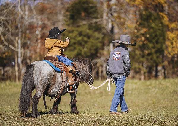 blue-roan-athletic-pony