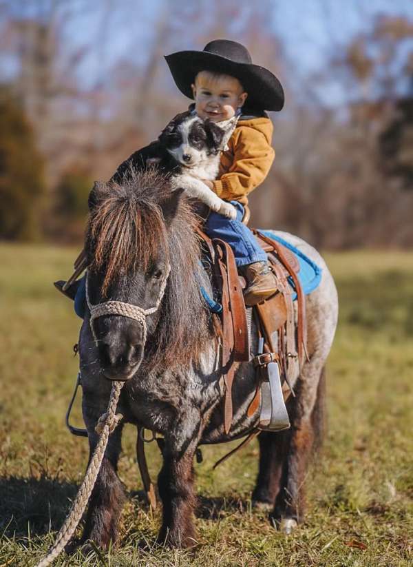 blue-roan-kid-safe-pony