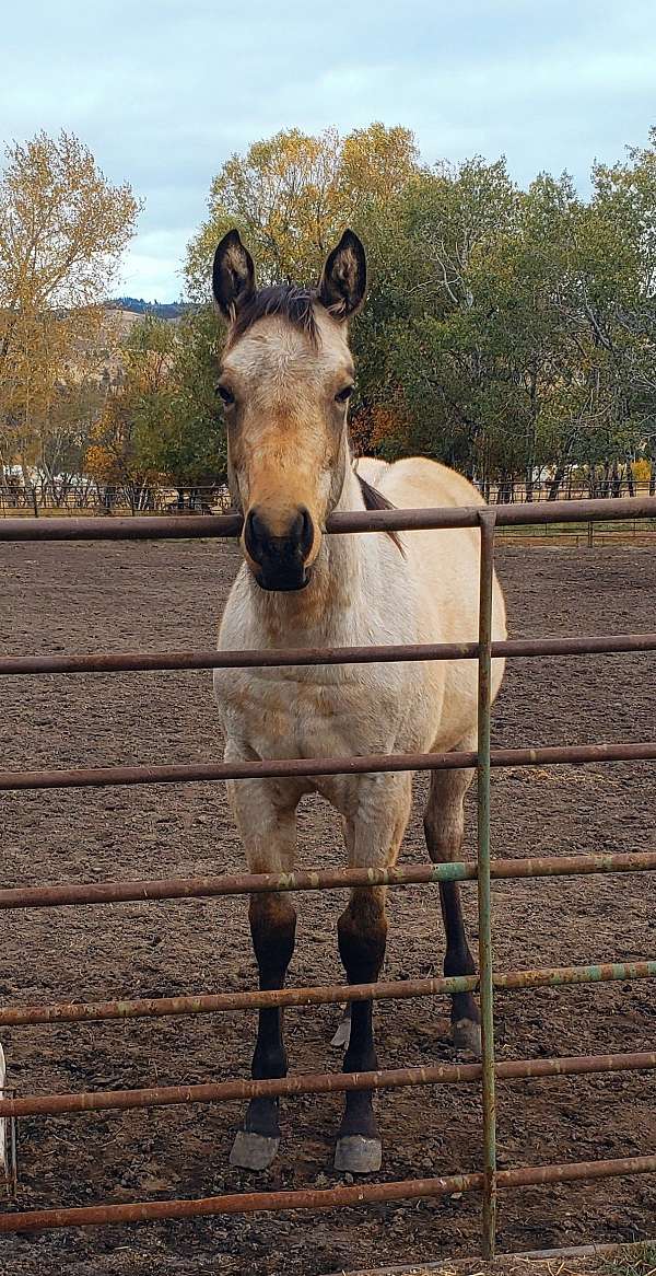 buckskin-roan-aqha-colt-stallion