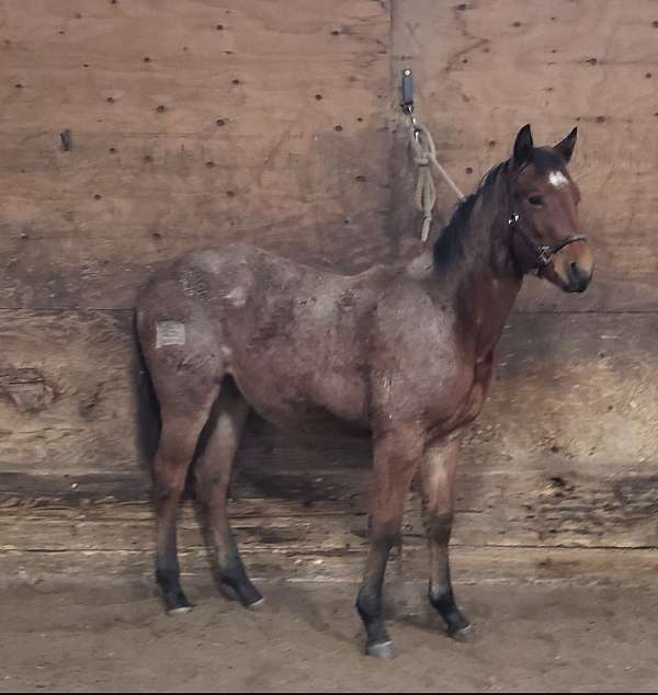 quarter-horse-filly