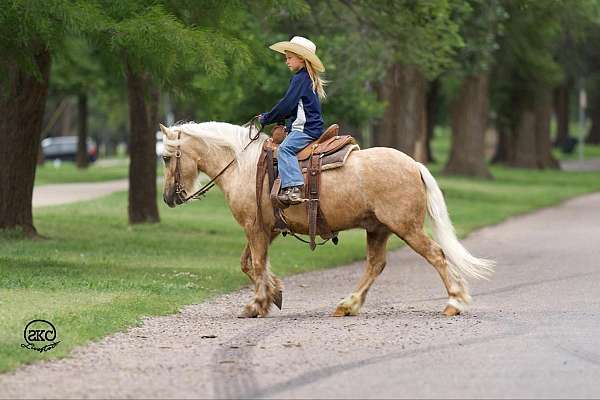 athletic-gypsy-vanner-pony