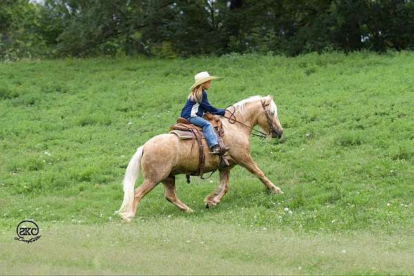 companion-gypsy-vanner-pony