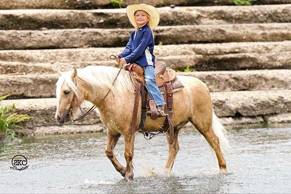 kid-safe-gypsy-vanner-pony