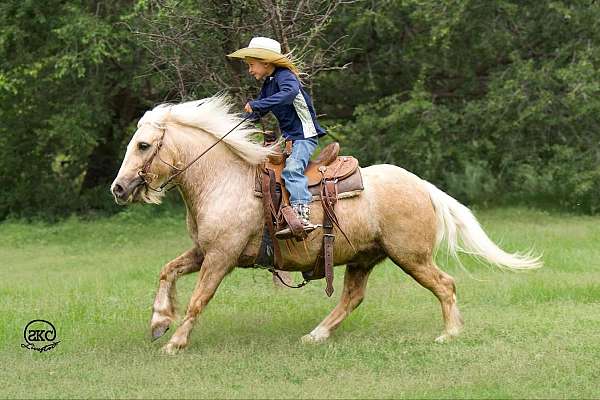 parade-gypsy-vanner-pony