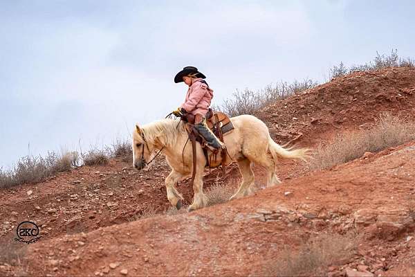 ridden-english-gypsy-vanner-pony