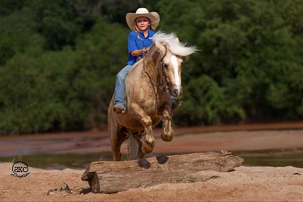 ridden-western-gypsy-vanner-pony