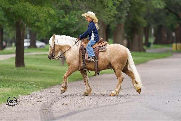 trail-riding-gypsy-vanner-pony