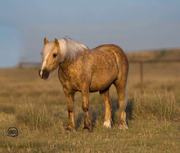 palomino-all-around-pony