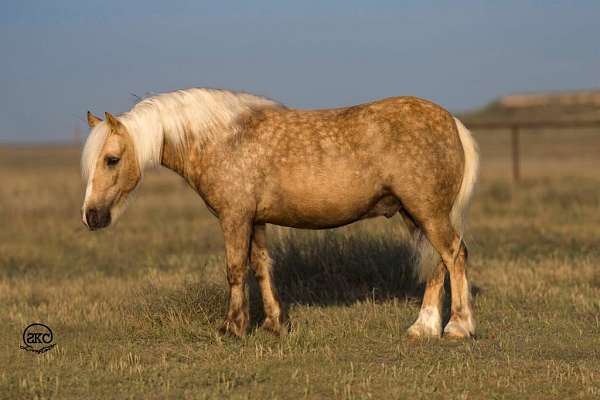 youth-gypsy-vanner-pony