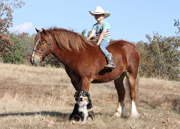 all-around-gypsy-vanner-pony