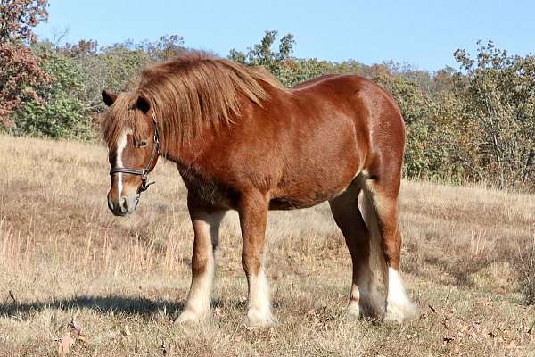 beginner-gypsy-vanner-pony