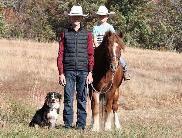 companion-gypsy-vanner-pony