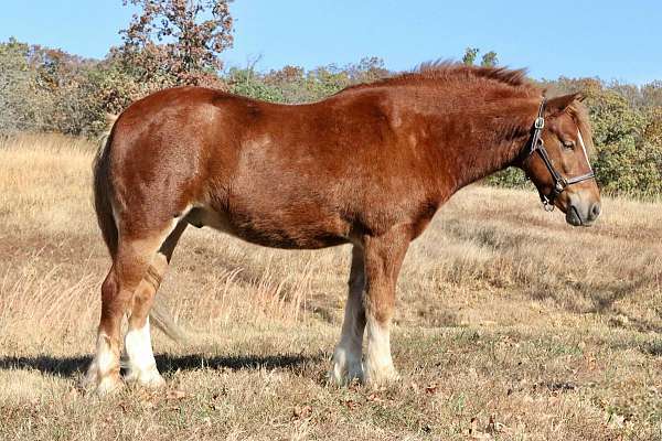 driving-gypsy-vanner-pony