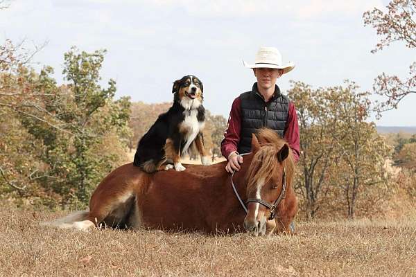 flashy-gypsy-vanner-pony