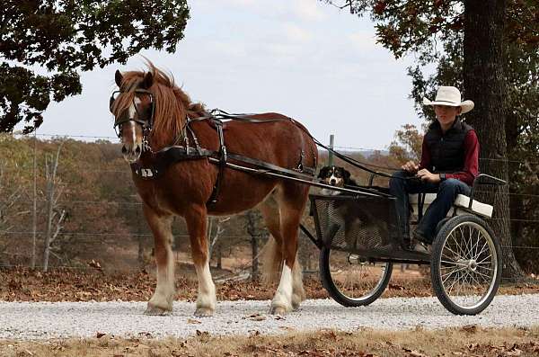 kid-safe-gypsy-vanner-pony