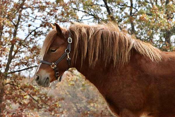 trail-riding-gypsy-vanner-pony