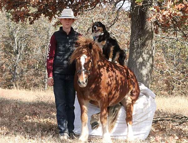 sorrel-gypsy-vanner-gelding