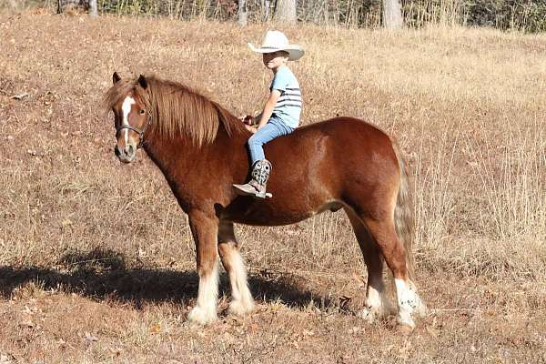 sorrel-athletic-pony