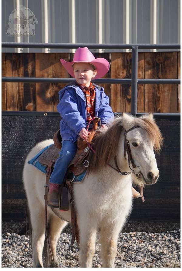 trail-riding-pony