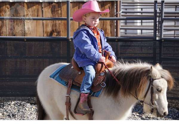 buckskin-pony-gelding