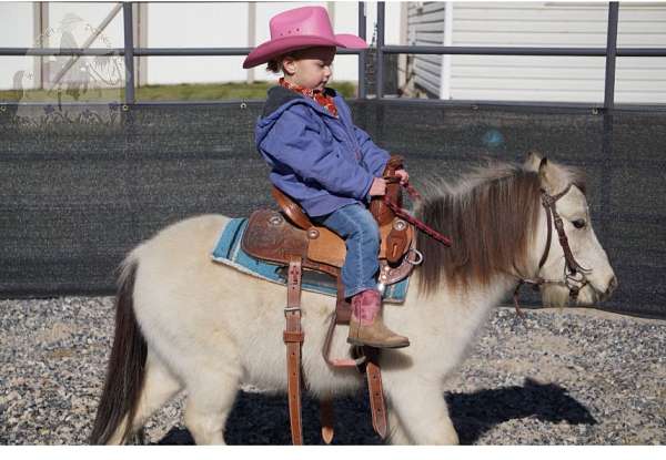 buckskin-all-around-pony