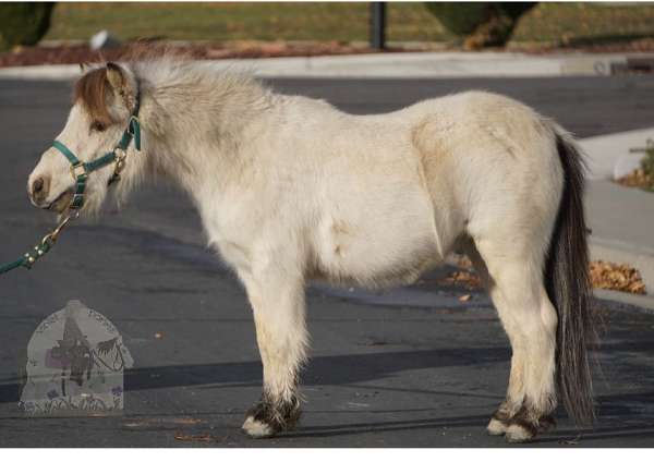 buckskin-barrel-pony