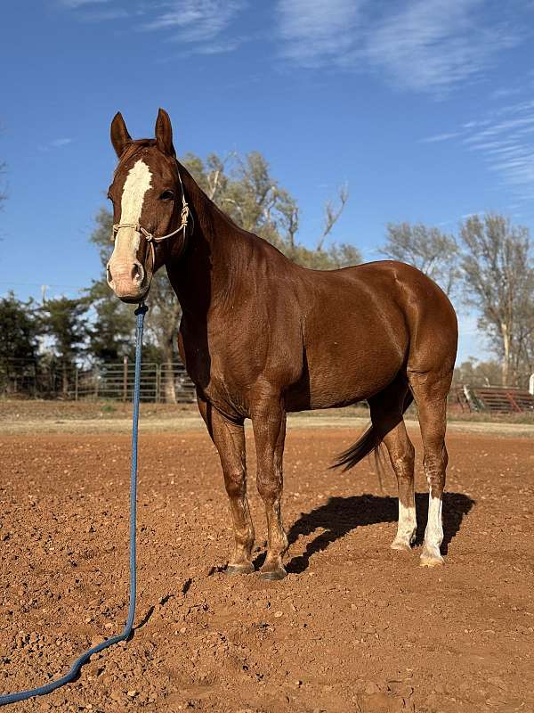 paint-gelding