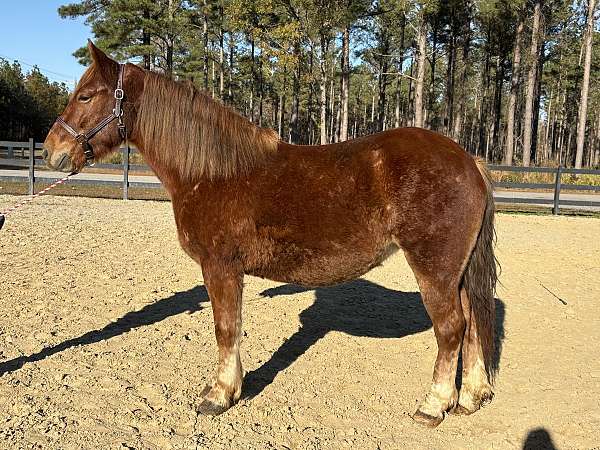 cross-ridden-english-belgian-haflinger-horse