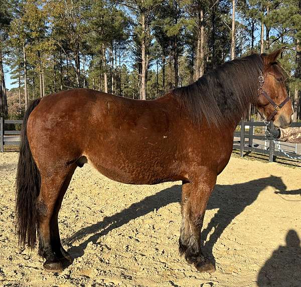 bay-draft-gelding