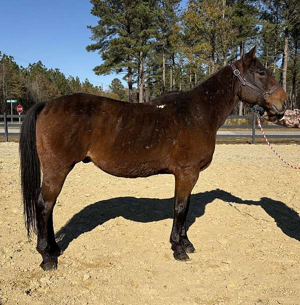 bay-roan-ranch-ranch-work-horse