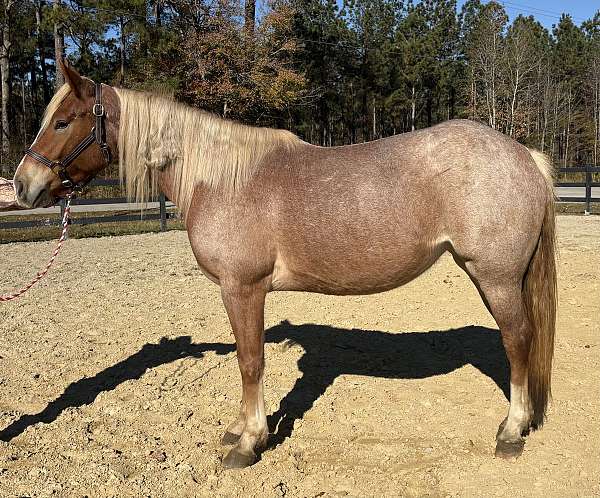 red-roan-roan-draft-gelding-mare