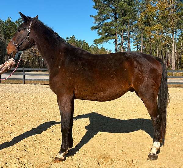 black-dutch-warmblood-gelding