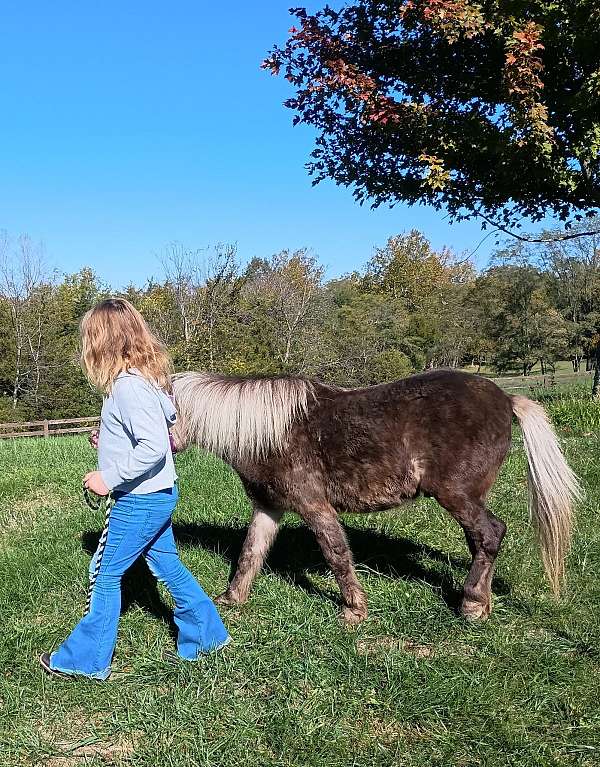 school-trail-pony