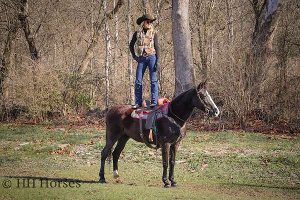 working-cattl-rocky-mountain-horse