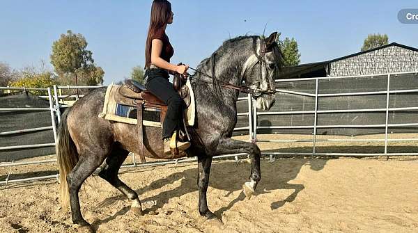 andalusian-stallion